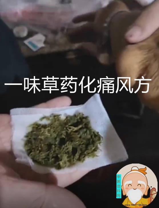 民间医疗绝技一味草药化痛风